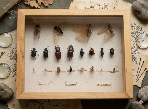 Framed mixed insect taxidermy - framed,