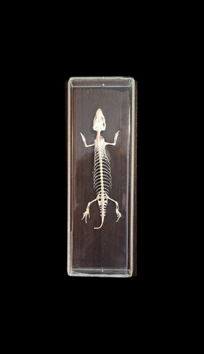 Taxidermy lizard skeleton - taxidermy,