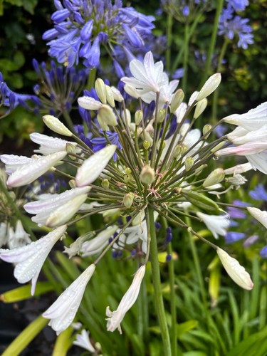 Agapanthus plants garden - agapanthus,