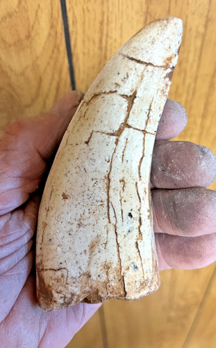 T-Rex dinosaur tooth fossil