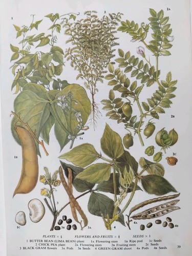 Vintage vegetable botanical - vintage,