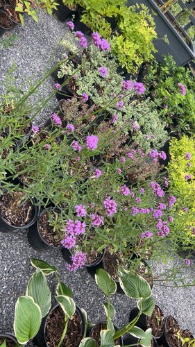 Large litre pot verbena - ,