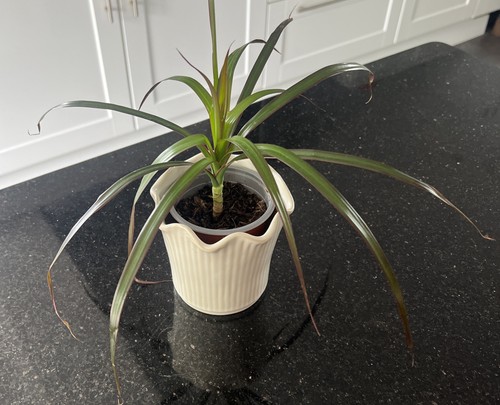 Dracaena marginata indoor - dracaena,