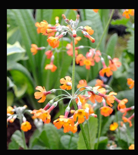 Primula candelabra chungensis - candelabra,
