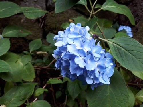 Hydrangea macrophylla blue - hydrangea,