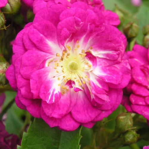 Perennial blue 5lt potted - 5.5lt,