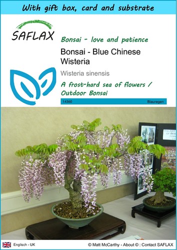 Saflax gift set - bonsai,