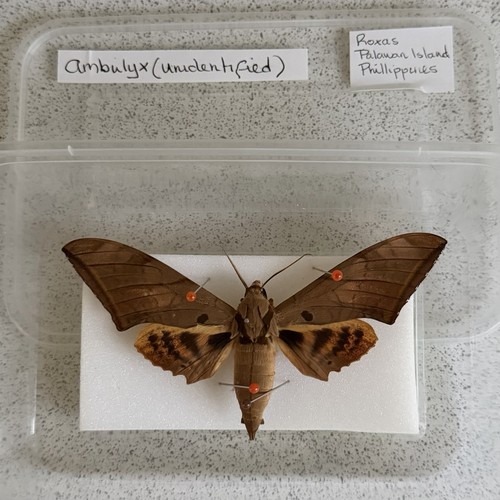 Entomology ambulyx hawk - entomology, moth