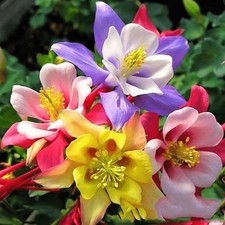 Aquilegia Mrs Scott Elliot Hybrid Bare Roots - Columbine Summer Garden Perennial