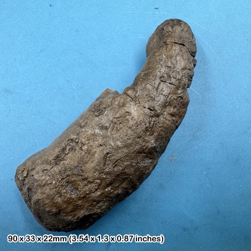 Ichthyosaur coprolite fossil - ichthyosaur,