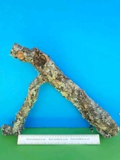 CORK BARK BRANCH 38CM LEOPARD