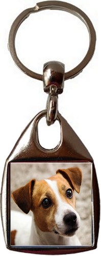 Jack russell dog luxury - russell,