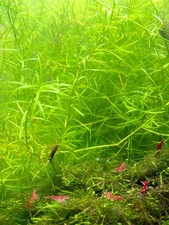 Guppy Grass Live Aquarium