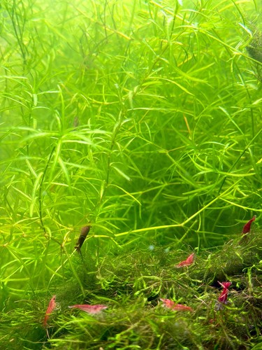 Guppy grass live aquarium - guppy,