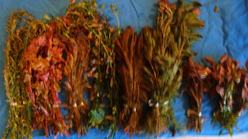 Pink and red aquarium - red,