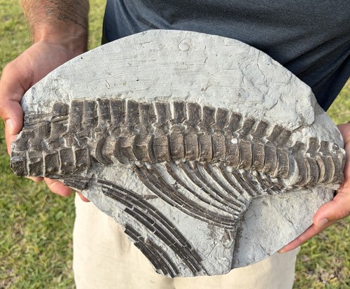 Ichthyosaur fossil top quality - ichthyosaur,