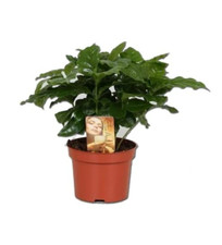 Coffee Arabica Grow Your Own Coffee Plant" in 12 cm Pot