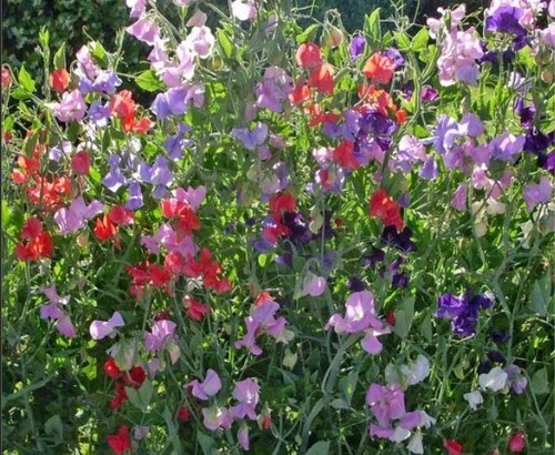 Organic sweet peas - organic,