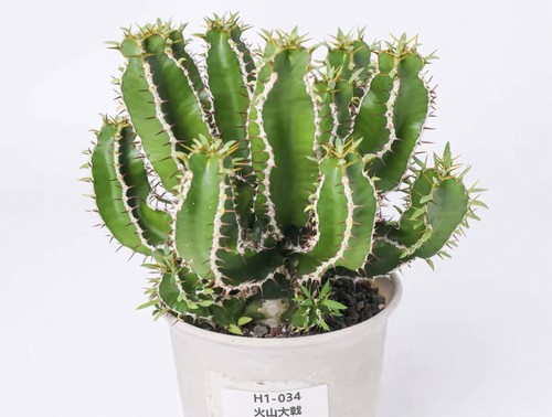 Pot 5cm raresucculent - pot, plant