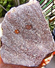 Utah Fossilized Dinosaur Bone