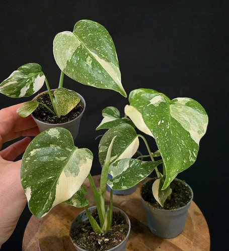 Variegated monstera deliciosa - variegated,