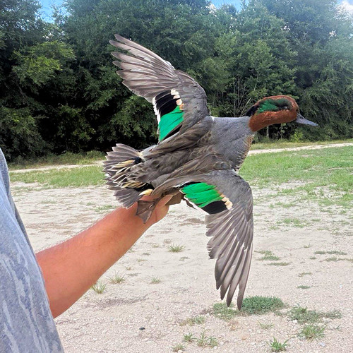 Green winged teal flying mount