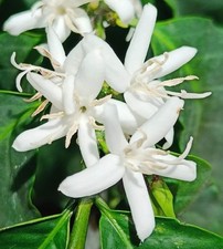 Coffea arabica 15-20cm |