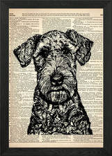 Cesky Terrier line drawing