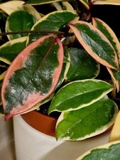 Hoya Carnosa 'Flamingo Dream'