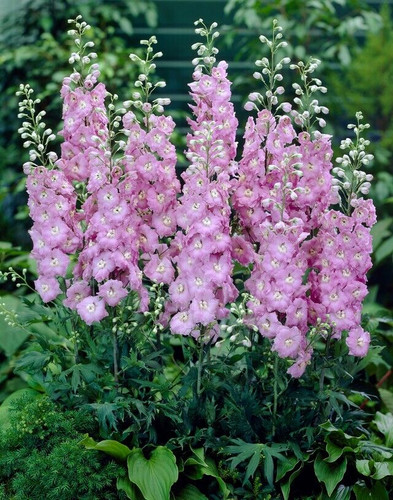 Delphinium cultorum tall