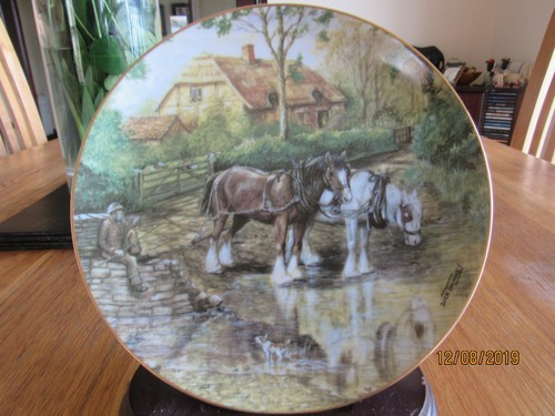 Shire horse plate taking - shire,