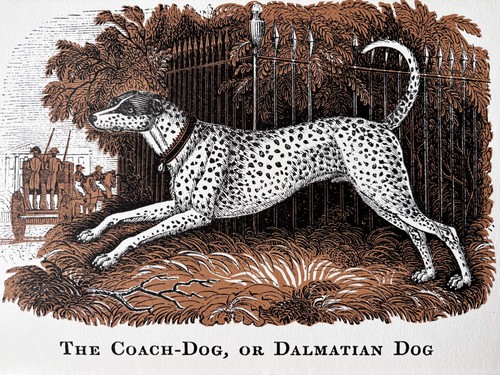 David gentleman print - print, house