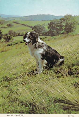 Welsh sheep dog - welsh, dog.