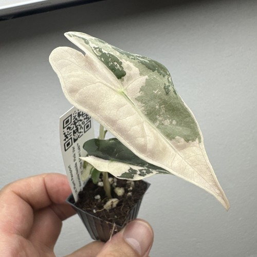 Alocasia nobilis pink - alocasia,