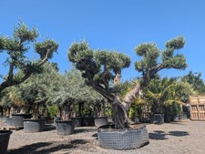 1 x Specimen Gnarled Olive