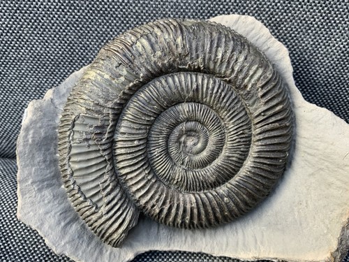 Large dactylioceras - large,