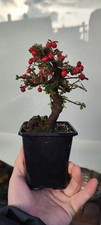 Cotoneaster rubens  
