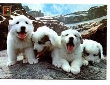 Pyrenean mountain dog puppies - dog,