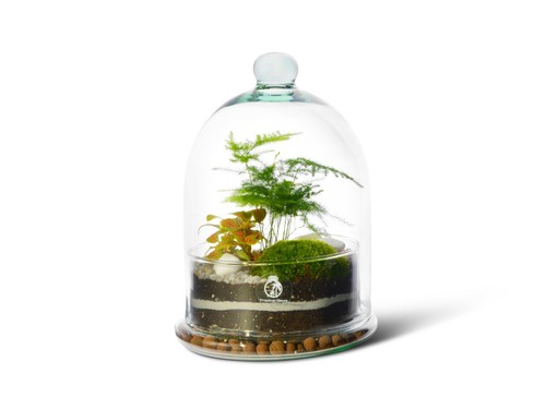 Diy dome closed - terrarium, kit