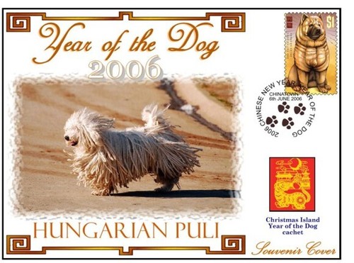 Hungarian puli year of - puli,