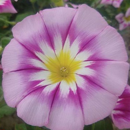 Morning glory seeds flower - morning,