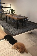 Beautiful Solid Tropical