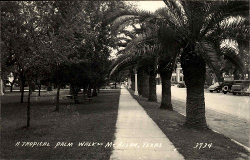 Mcallen texas palm tree - tx,