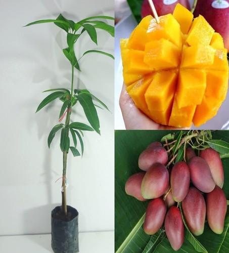 Grafted miyazaki mango egg of - egg,