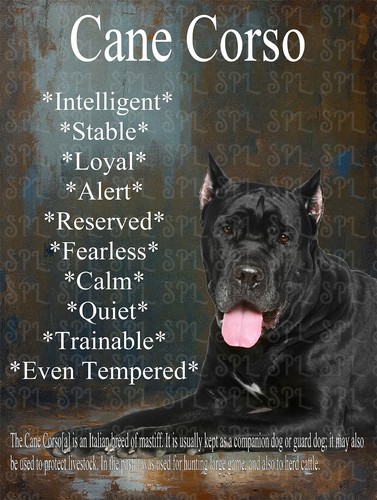 Cane corso breed - corso,