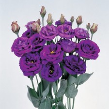 Lisianthus grandiflorum rose