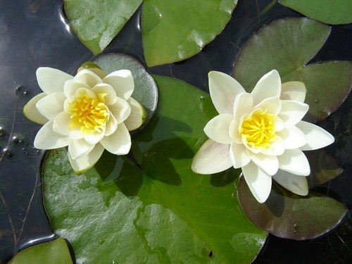Pygmaea alba small pond - small,