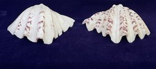 Large tridacna sea shell - tridacna,