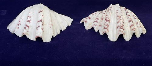 Large tridacna sea - tridacna, shell