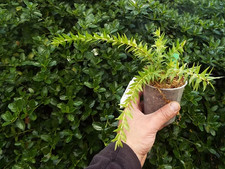 Rare Huperzia / Phlegmariurus